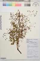 多葉唐松草藏品圖，第1張