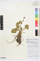 花葶驢蹄草藏品圖，第1張