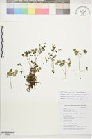 小花人字果藏品圖，第1張