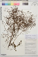 多葉唐松草藏品圖，第1張