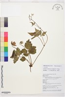 長梗繡球藤藏品圖，第1張