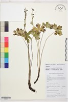 小瓣翠雀花藏品圖，第1張