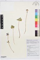 福貢銀蓮花藏品圖，第1張