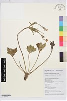 草玉梅藏品圖，第1張