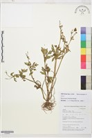 茴茴蒜藏品圖，第1張