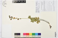 小白撐藏品圖，第1張