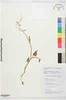 片馬毛茛藏品圖，第1張