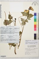 雲南金蓮花藏品圖，第1張