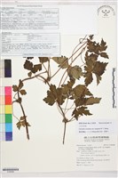 長梗繡球藤藏品圖，第1張