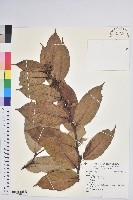 登錄號:S186291藏品圖，第1張