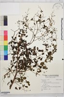 登錄號:S186292藏品圖，第1張