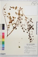 唐松草藏品圖，第1張