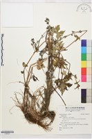 登錄號:S186337藏品圖，第1張