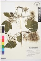 串鼻龍藏品圖，第1張