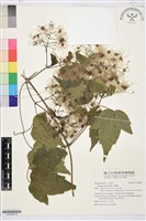 串鼻龍藏品圖，第2張