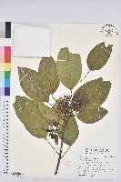 白臼藏品圖，第2張