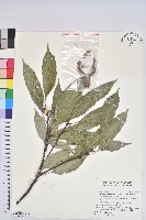 毽子櫟藏品圖，第1張