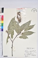 毽子櫟藏品圖，第2張