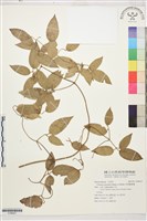 柱果鐵線蓮藏品圖，第1張