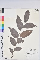 披針葉饅頭果藏品圖，第1張