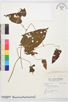 田代氏鐵線蓮藏品圖，第2張