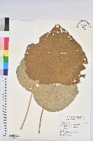 野桐藏品圖，第1張