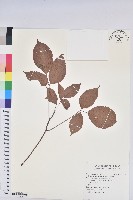 茄苳、重陽木藏品圖，第1張