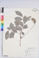 細葉饅頭果藏品圖，第1張