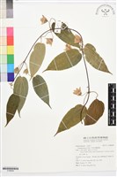 亨利氏鐵線蓮藏品圖，第1張