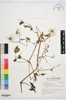 小木通藏品圖，第1張