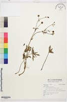 登錄號:S186640藏品圖，第1張