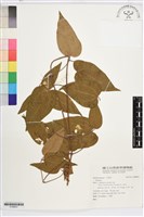 登錄號:S186641藏品圖，第1張