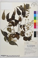 登錄號:S186642藏品圖，第2張