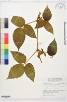 銹毛鐵線蓮藏品圖，第1張