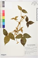 銹毛鐵線蓮藏品圖，第1張