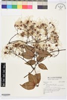 登錄號:S186645藏品圖，第1張