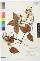 登錄號:S186645藏品圖，第2張