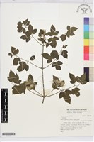 登錄號:S186649藏品圖，第1張