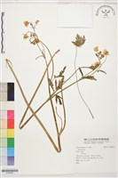 登錄號:S186652藏品圖，第1張