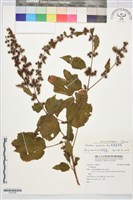 菲島垂桉草藏品圖，第1張