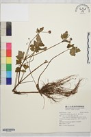 辣子草、揚子毛茛藏品圖，第1張