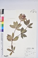 臺灣馬醉木藏品圖，第1張