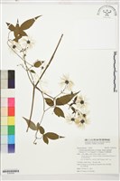 巴氏鐵線蓮藏品圖，第1張