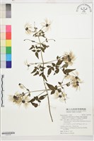 巴氏鐵線蓮藏品圖，第1張