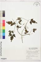 巴氏鐵線蓮藏品圖，第1張