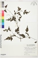 巴氏鐵線蓮藏品圖，第1張