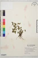 辣子草、揚子毛茛藏品圖，第1張