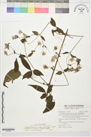 巴氏鐵線蓮藏品圖，第1張