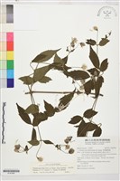 巴氏鐵線蓮藏品圖，第1張