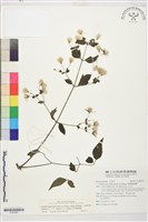 巴氏鐵線蓮藏品圖，第1張